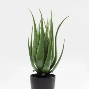 Deco Plant Aloe 69cm