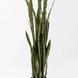 Deco Plant Sansewieria 155cm