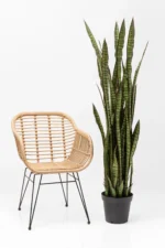 Deco Plant Sansewieria 155cm