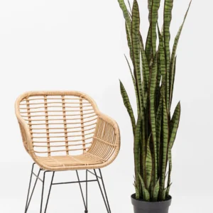 Deco Plant Sansewieria 155cm